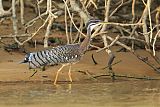 Sunbittern